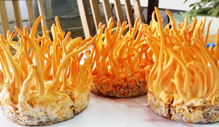 nấm đông trùng hạ thảo